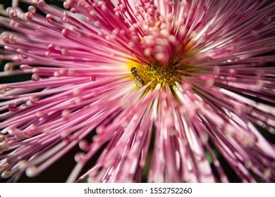 Paracentrotus Lividus Colorful Mediterranean Sea Urchin Stock Photo