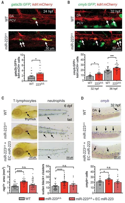 The N Glycome Regulates The Endothelial To Hematopoietic Transition