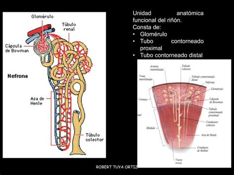 Fisiologia Fisiopatologia Renal Y Enfermedades Glomerulares I