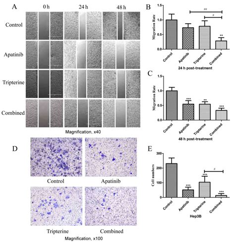 The Coordinated Effects Of Apatinib And Tripterine On The Proliferation