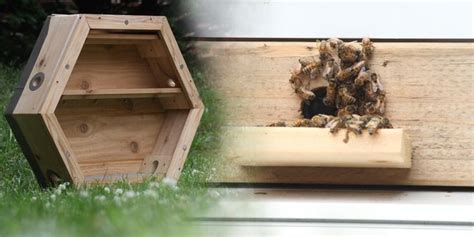 Photo Credit Brandon Tate Scotland Hives Bee Hive Window Unit