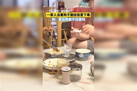 一家人当着狗子面给饭里下“毒”，狗：真当我看不见是吗 一家人