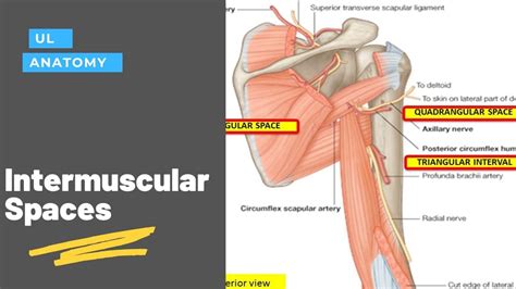 Intermuscular Spaces Quadrangular Space Upper And Lower Triangular