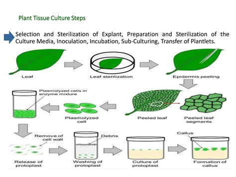 Plant Tissue Culture Pharmacognosy And Phytochemistry I Unit 3 PPT