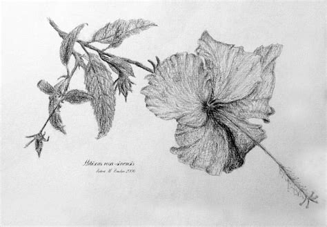 Hibiscus Flower Pencil Drawing At Paintingvalley Explore