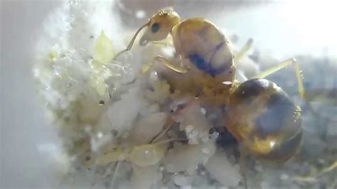 Honeypot Ant Queen With First Workers! (Myrmecocystus mexicanus 9-3-15) - YouTube