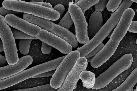 Recounting Our Bacteria Fewer Than We Thought A Moment Of Science