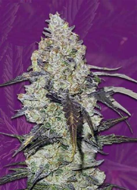 Runtz Autoflowering Strain Info Runtz Autoflowering Weed By Crop King