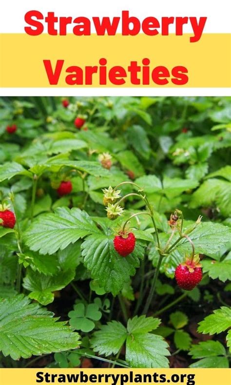 Strawberry Varieties The Complete Guide Updated 2022