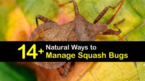 Controlling Squash Bugs - Fast Squash Beetle Repellent Solutions