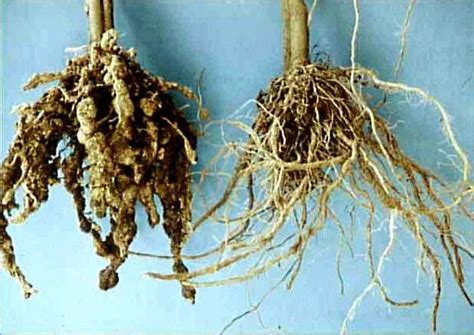 Root knot nematode – Pestoscope