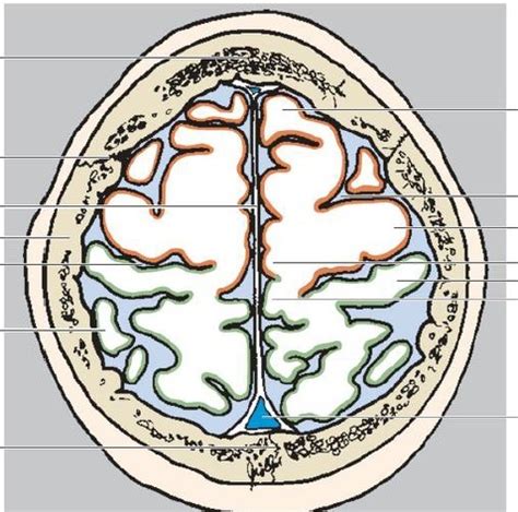 NEUROANATOMIA Flashcards Quizlet