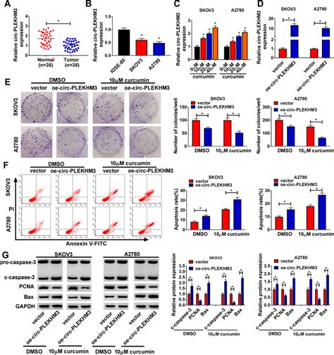 The Influence Of Circ PLEKHM3 On The Proliferation And Apoptosis In