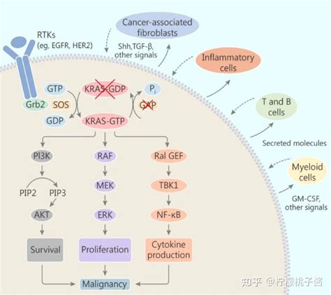 带你了解成药艰难的KRAS靶点如今逆袭已成明星靶点 知乎