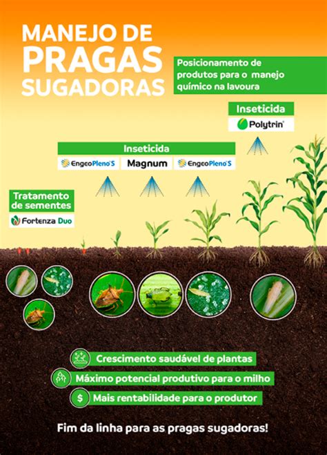 Milho Fim Da Linha Para As Pragas Sugadoras Portal Syngenta