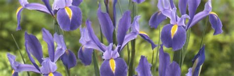 How To Plant Dutch Iris Bulbs Eden Brothers Planting Guides