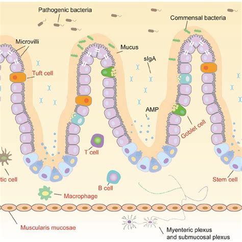 Schematic Diagram Of The Intestinal Mucosa The Intestinal Structure