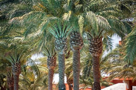 Premium Photo Beautiful Green Coconut Palm Trees On Tropical Beach