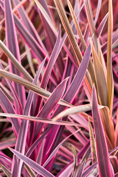 Cordyline Pink Passion Alan Buckingham