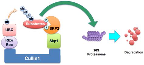 Illustration Of The Scfskp2 Complex The Scf Skp1cullin1f Box E3