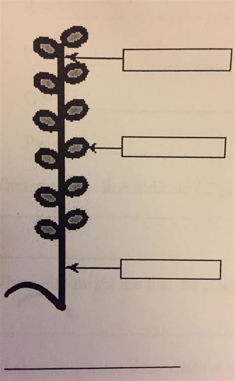 Grass Influorescense raceme Diagram | Quizlet