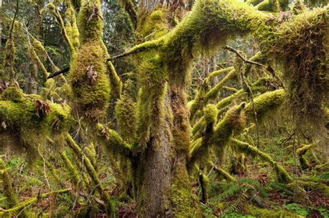 What Side Does Moss Grow On Trees Everything You Need To Know About Moss