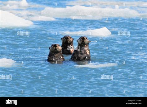 Sea Otters Swim In An Ice Floe At Yale Glacier In Prince William Sound