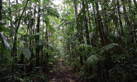 Atlantic Forest Declared UN World Restoration Flagship Stories WWF