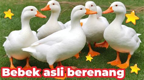 Bebek Bebek Adus Kali Lagu Dj Bebek Adus Kali Jawa Bebek Asli