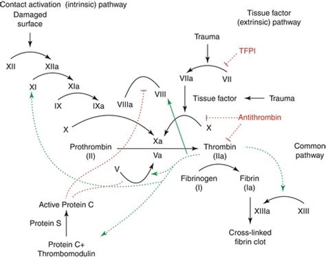 Intrinsic Pathway Coagulation Cascade