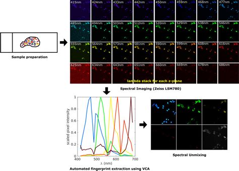 Sufi An Automated Approach To Spectral Unmixing Of Fluorescent