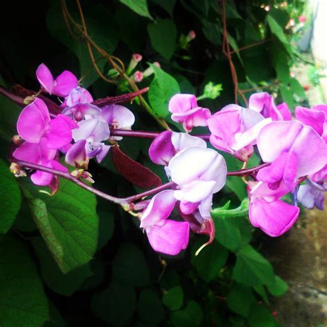 Долихос в дизайне сада (71 фото) - фото - картинки и рисунки: скачать ...