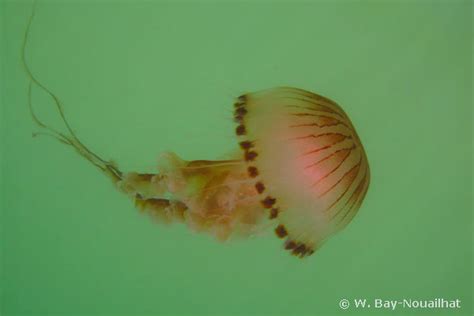 Photo of Chrysaora hysoscella - Compass jellyfish