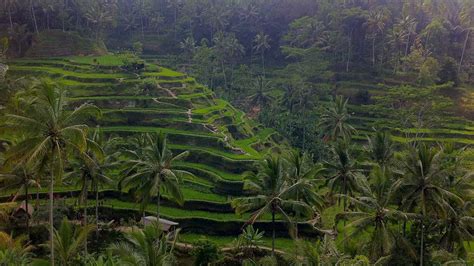 Ubud - Bali's Culture & Temple Central • Our Dream Adventure