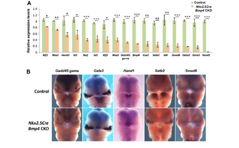 Bmp Deficiency Results In Reduced Expression Of Bmp Regulated Genes