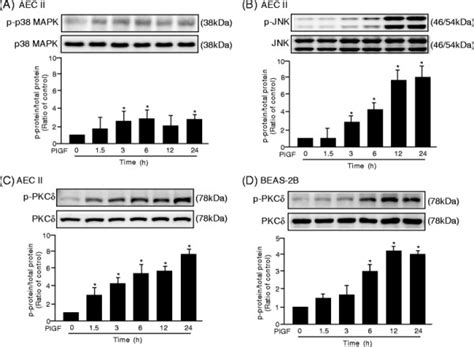 PlGF activates JNK and PKCδ signaling pathways in LE cells A C AEC