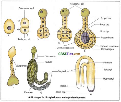 Post Fertilization - Events and Changes in Flowering Plants - CBSE Tuts