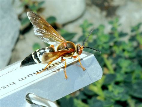 No Need To Fear The Cicada Killer Wasps Local