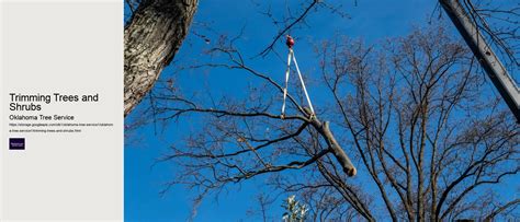 Trimming Trees And Shrubs