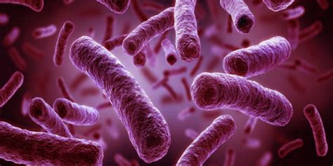 Cos La Legionella E Cosa Provoca L Infezione Polmonare Ecco La Guida