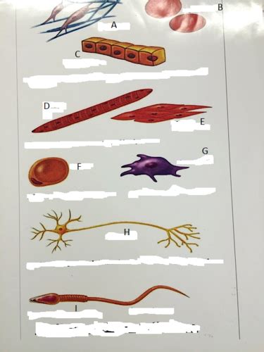 Anatomy Chapter 3 Cells And Tissues Flashcards Quizlet