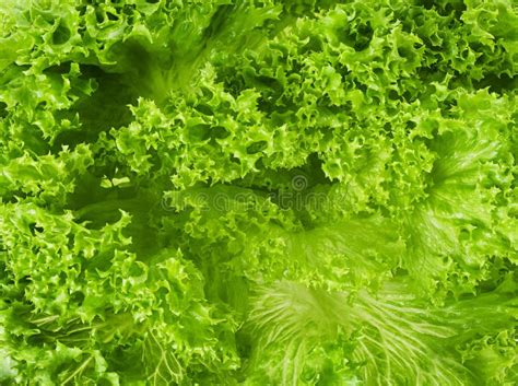 Fundo Ou Textura Fresca Do Close Up Da Salada Do Verde Da Folha Da