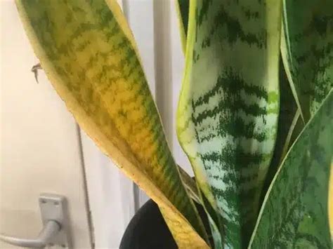 Why Is My Snake Plant Turning Yellow How To Fix Your Snake Plant