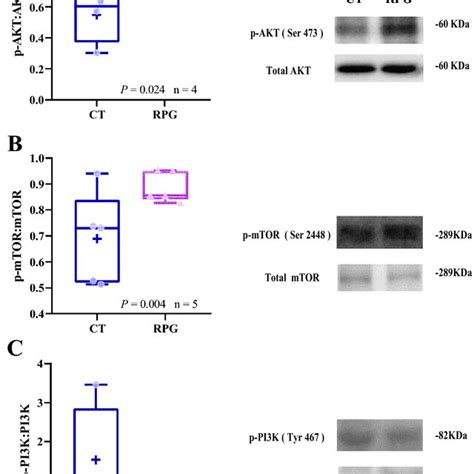 Box And Whisker Plots Of The Protein Expression Ratio Of A P Akt