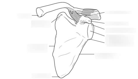 Bony Landmarks Of The Anterior Scapular Diagram Quizlet