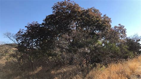 Conoce el árbol Nogal Cimarrón especie endémica de Guanajuato La