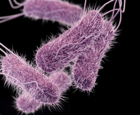 Salmonella bacteria with peritrichous flagella. | Download Scientific Diagram