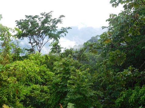 The Magnificent Rain Forests Of Trinidads Northern Mountains Trotting