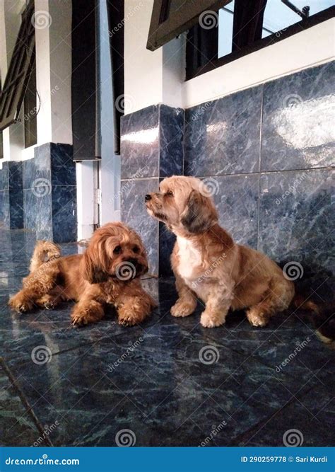 Maltese Dog Mixed With A Poodle, 11 Years Old Royalty-Free Stock