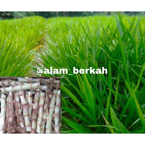 Jual Bibit Rumput Odot Batang Kg Stek Odot Super Termurah Pakan